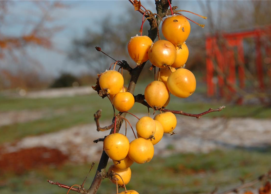 Malus hybride Golden Hornet