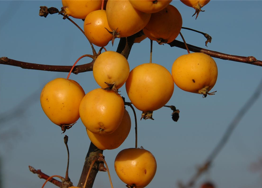 Malus hybride Golden Hornet