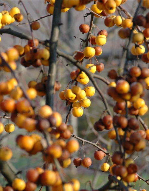 Malus hybride Golden Hornet