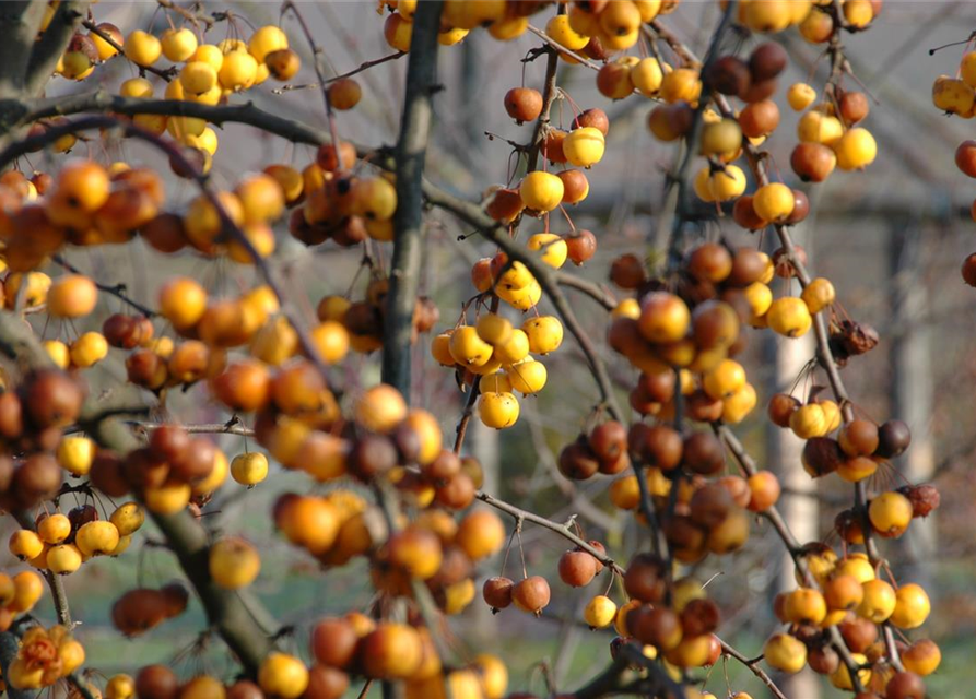 Malus hybride Golden Hornet