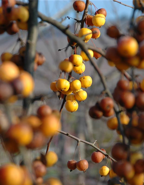 Malus hybride Golden Hornet