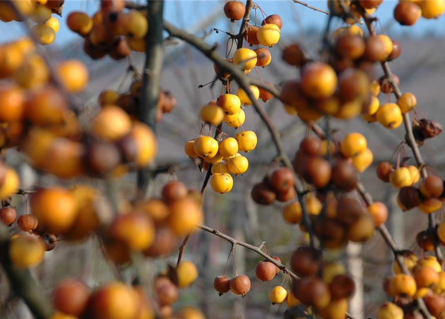 Malus hybride Golden Hornet