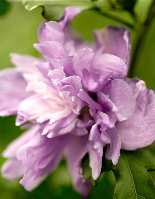 Hibiscus syriacus Ardens