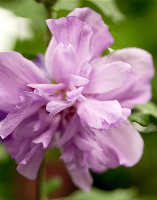 Hibiscus syriacus Ardens