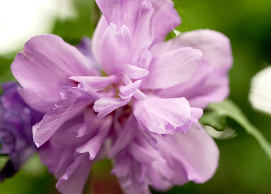 Hibiscus syriacus Ardens