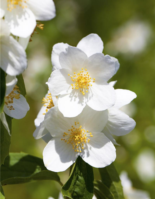 Philadelphus Belle Etoile