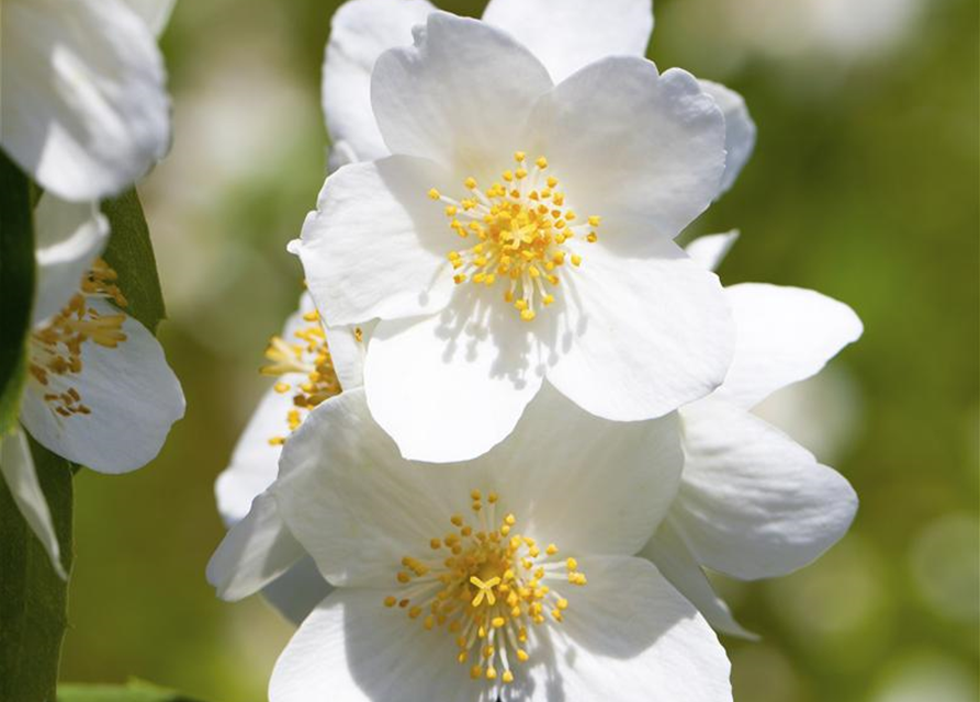 Philadelphus Belle Etoile