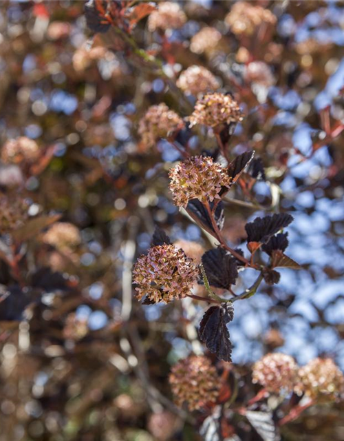 Physocarpus opulifolius Tiny Wine