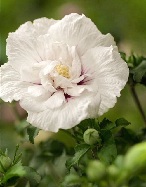 Hibiscus syriacus China Chiffon