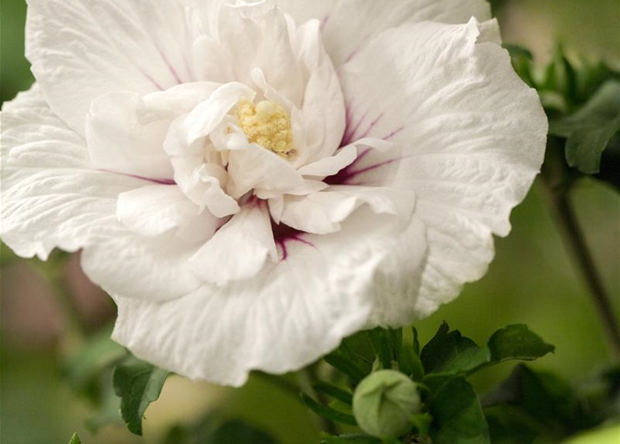 Hibiscus syriacus China Chiffon