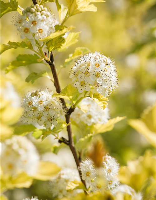 Physocarpus opulifolius Darts Gold