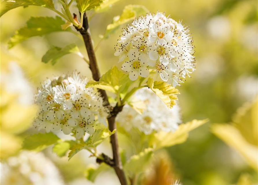 Physocarpus opulifolius Darts Gold