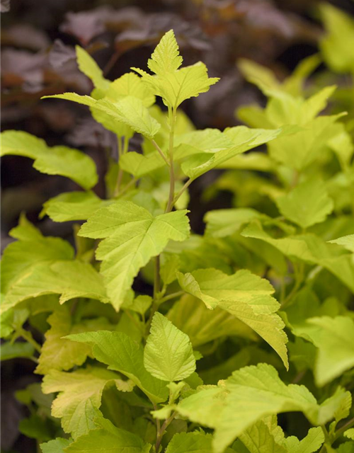 Physocarpus opulifolius Darts Gold