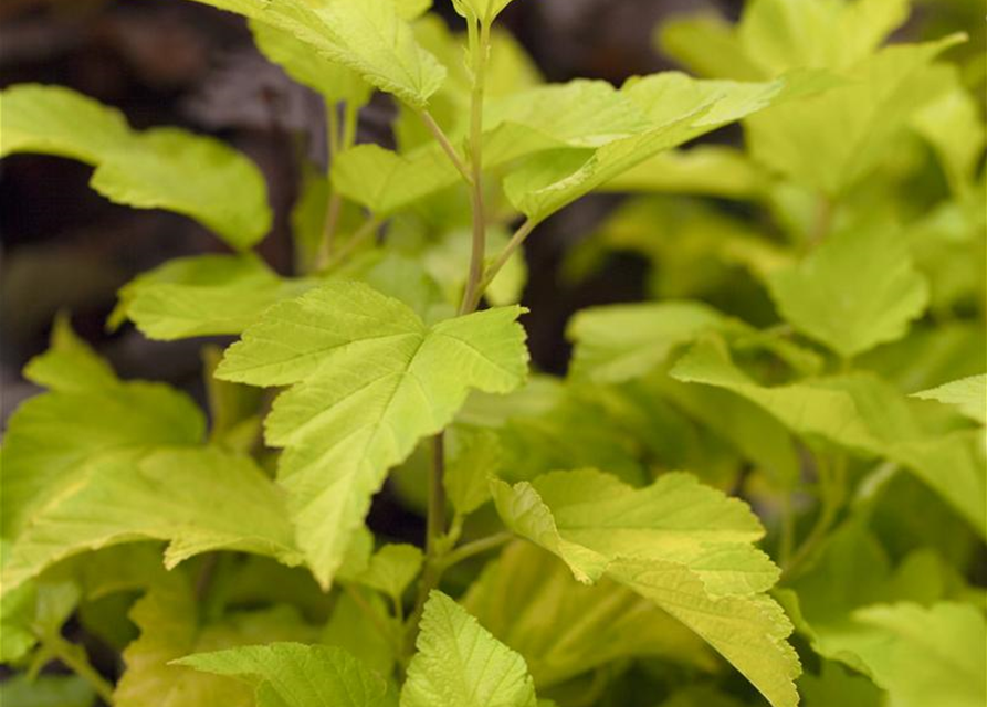 Physocarpus opulifolius Darts Gold