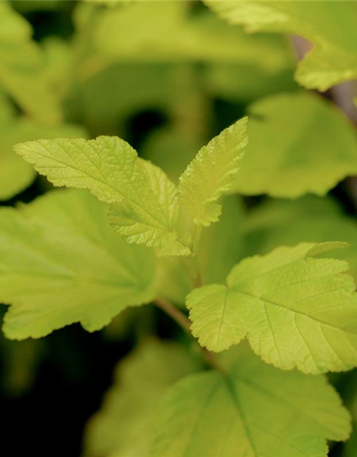 Physocarpus opulifolius Darts Gold