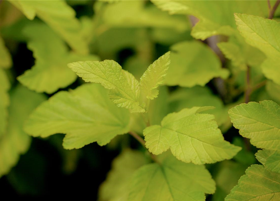 Physocarpus opulifolius Darts Gold