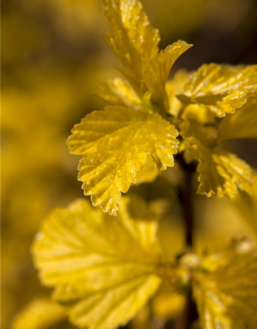 Physocarpus opulifolius Darts Gold