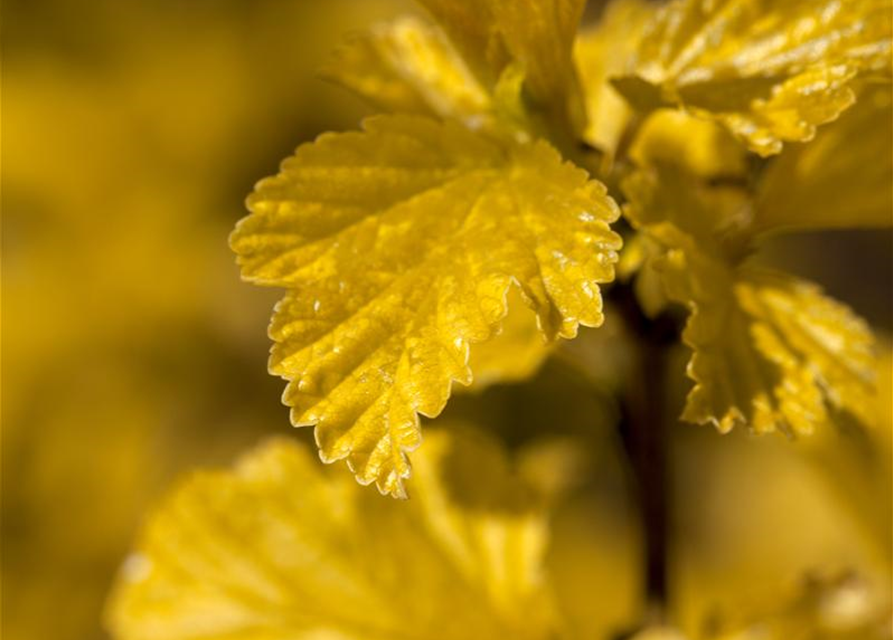 Physocarpus opulifolius Darts Gold