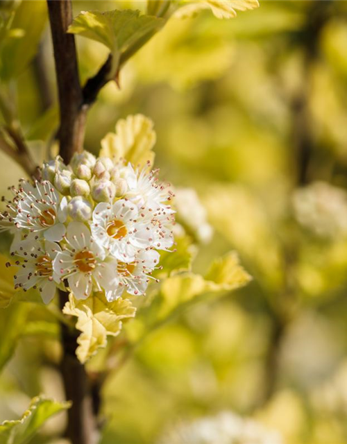 Physocarpus opulifolius Darts Gold