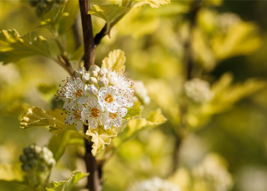 Physocarpus opulifolius Darts Gold