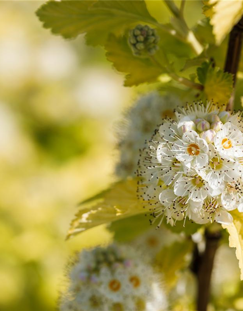 Physocarpus opulifolius Darts Gold