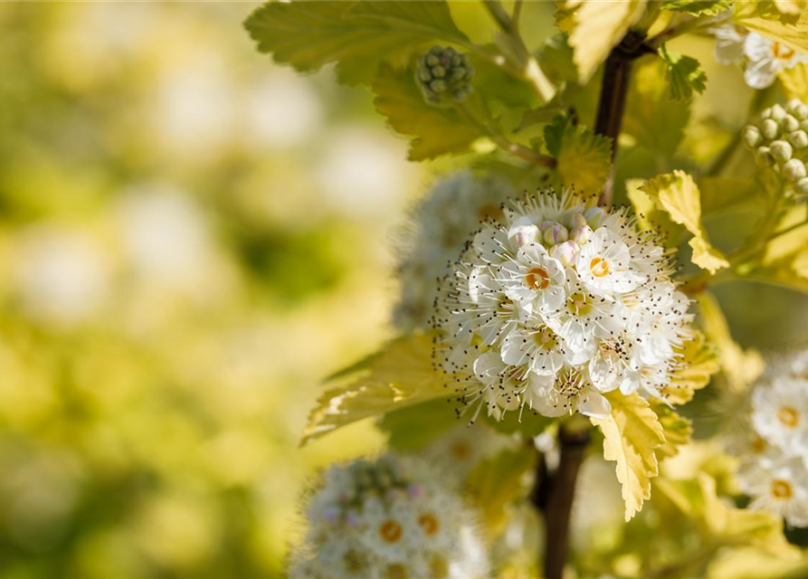 Physocarpus opulifolius Darts Gold