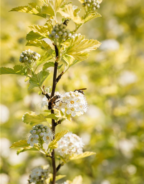 Physocarpus opulifolius Darts Gold