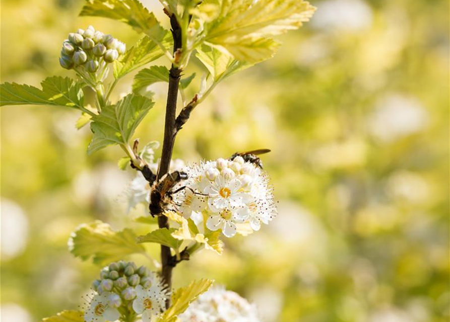 Physocarpus opulifolius Darts Gold