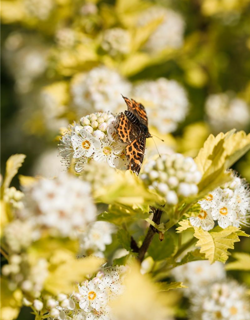 Physocarpus opulifolius Darts Gold