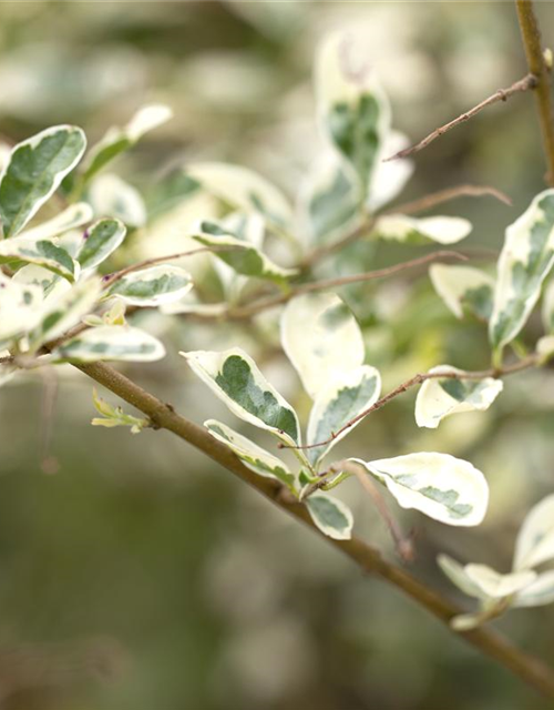 Ligustrum ibota Musli