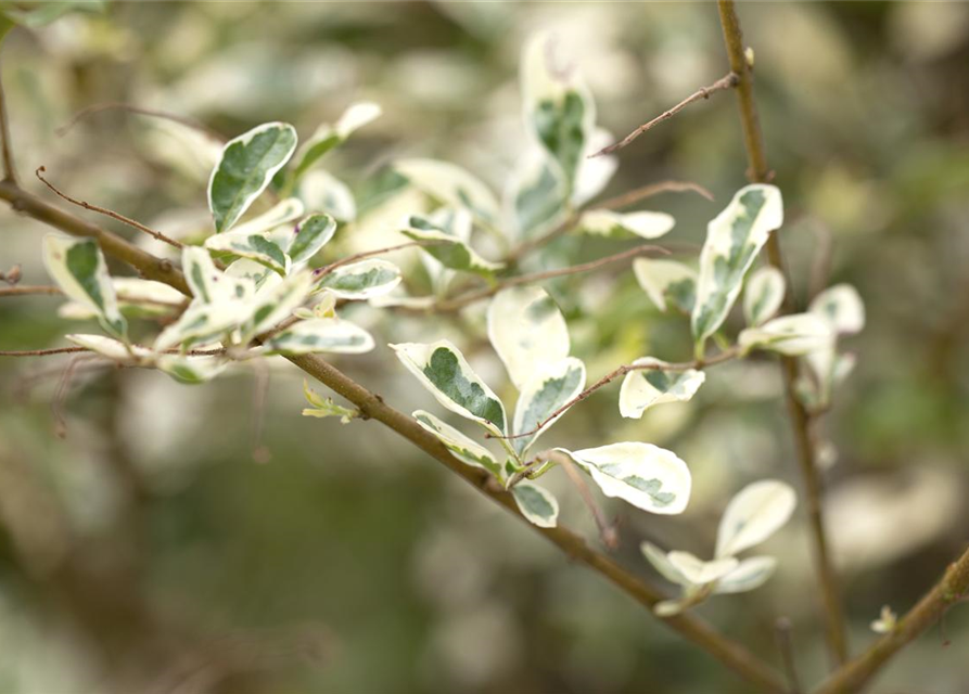 Ligustrum ibota Musli