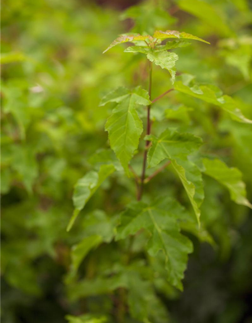 Acer ginnala