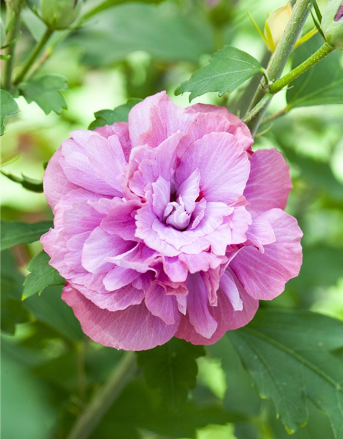 Hibiscus syriacus Duc de Brabant