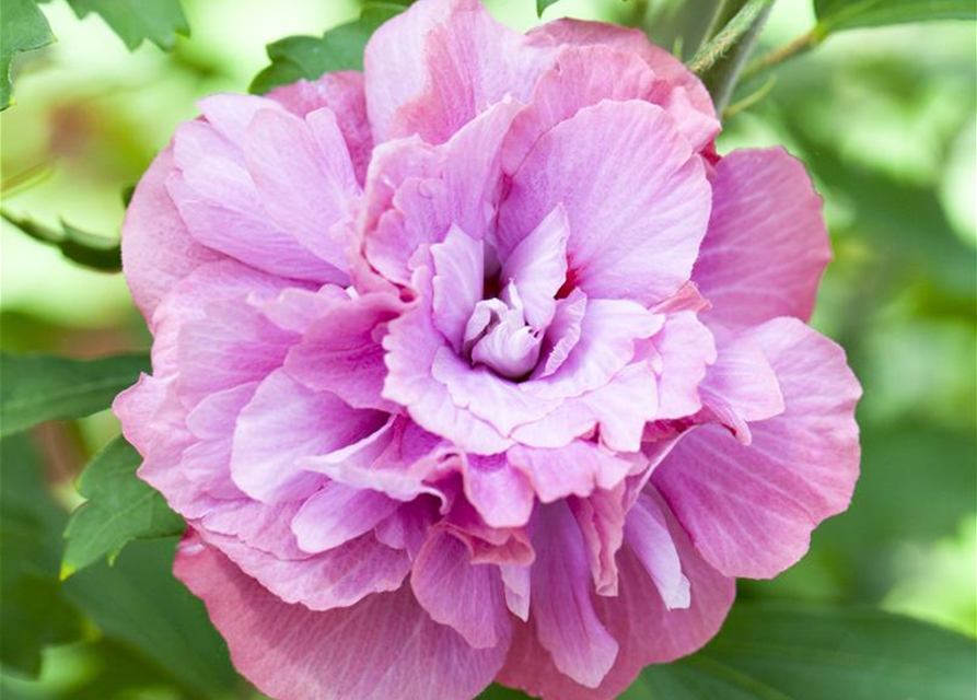 Hibiscus syriacus Duc de Brabant