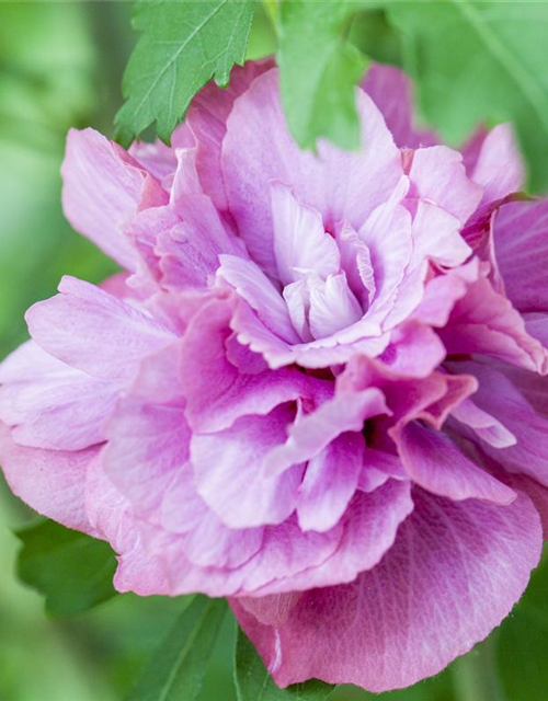 Hibiscus syriacus Duc de Brabant