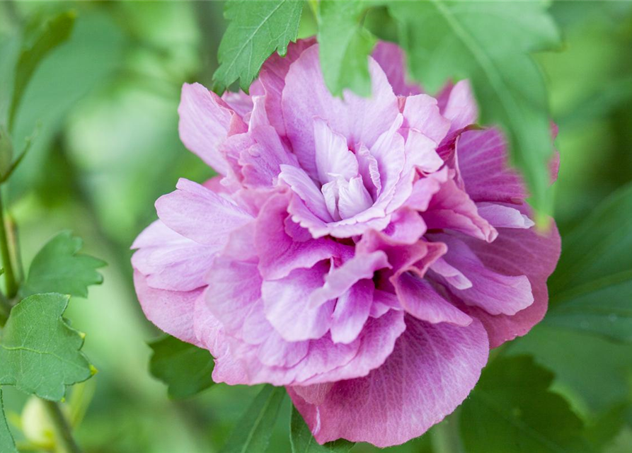 Hibiscus syriacus Duc de Brabant