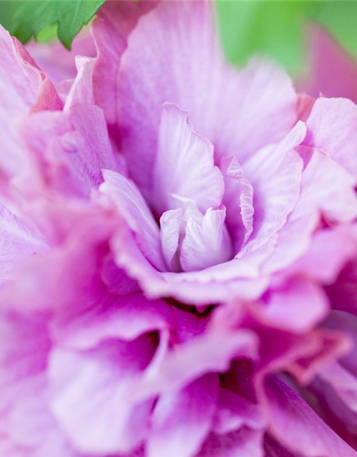 Hibiscus syriacus Duc de Brabant