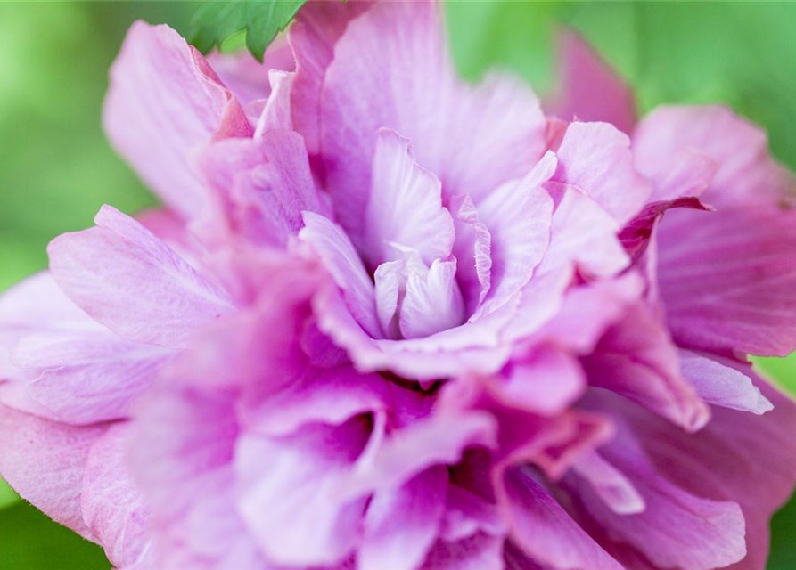 Hibiscus syriacus Duc de Brabant