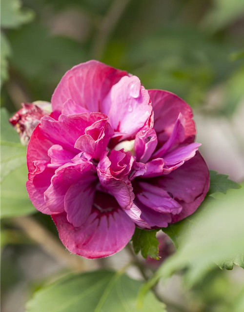 Hibiscus syriacus Duc de Brabant