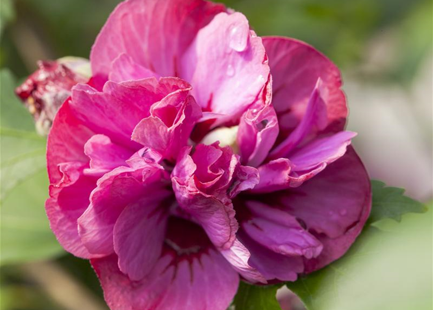 Hibiscus syriacus Duc de Brabant