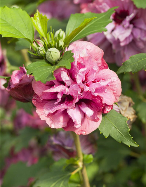 Hibiscus syriacus Duc de Brabant