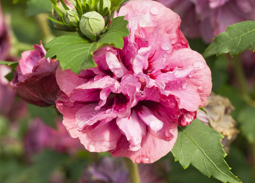 Hibiscus syriacus Duc de Brabant