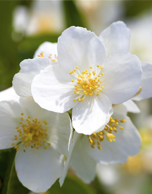 Philadelphus coronarius