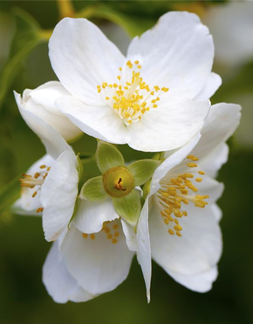 Philadelphus coronarius