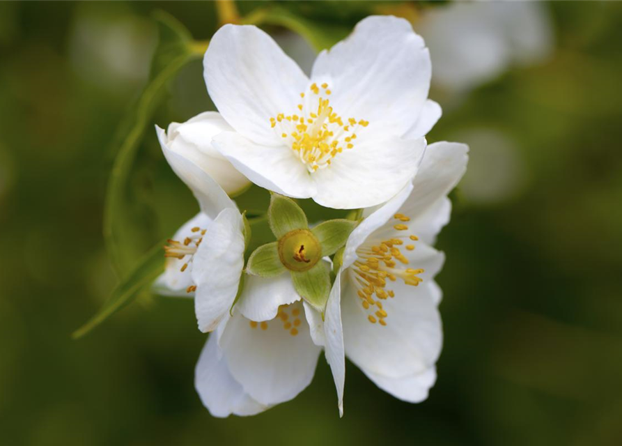 Philadelphus coronarius