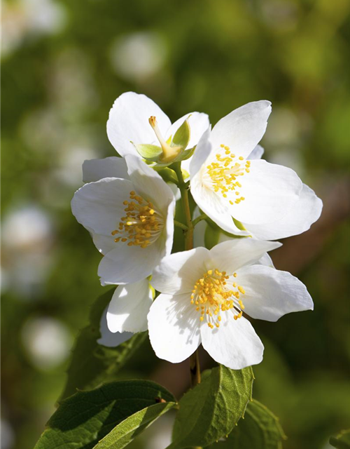 Philadelphus coronarius