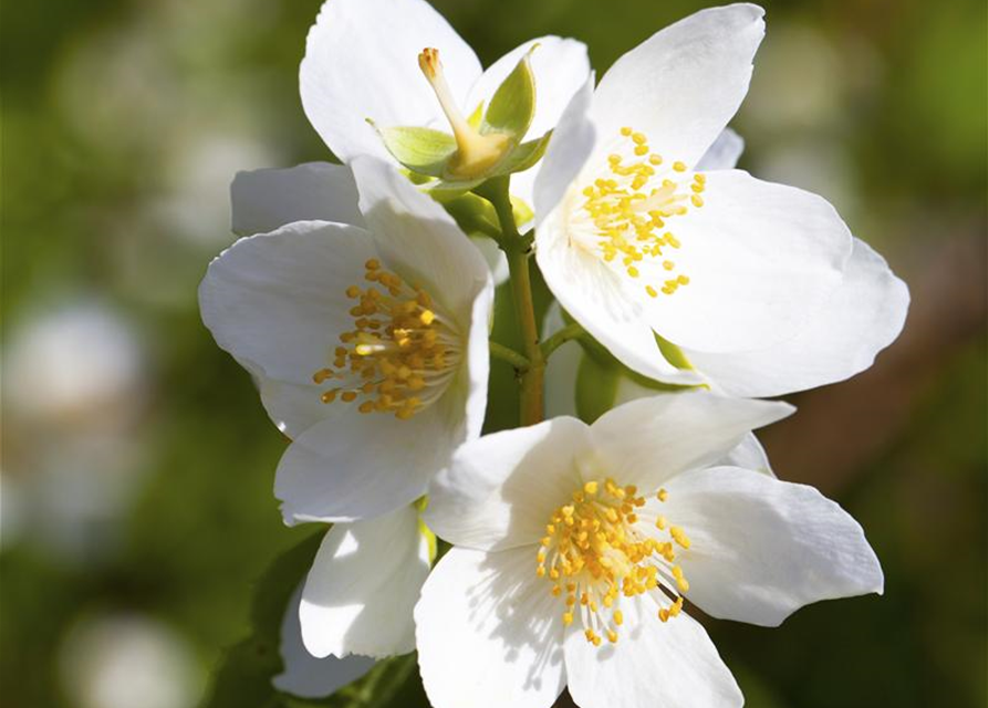 Philadelphus coronarius