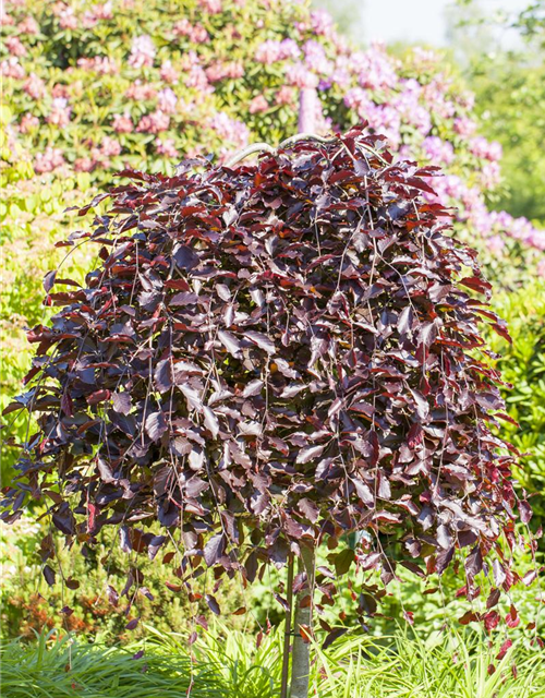 Fagus sylvatica Purpurea Pendula