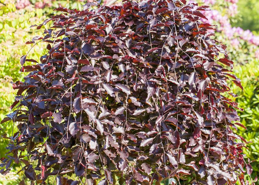 Fagus sylvatica Purpurea Pendula