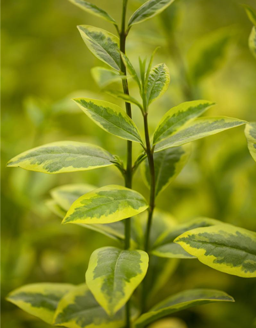 Ligustrum ovalifolium Aureum